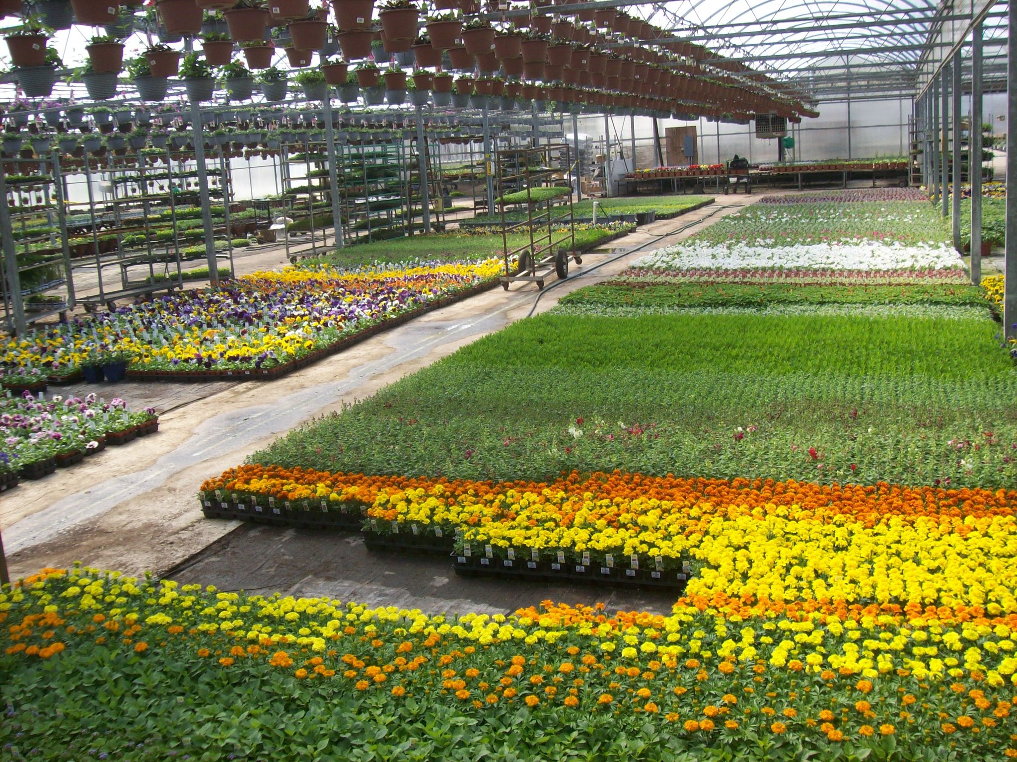 Zandstra's Greenhouse interior
